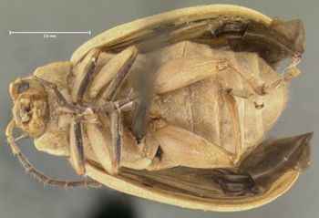 Media type: image;   Entomology 29038 Aspect: habitus ventral view